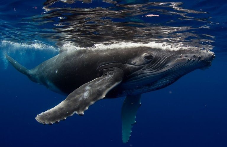 Ballenas más grandes del mundo comen tres veces más de lo que se creía